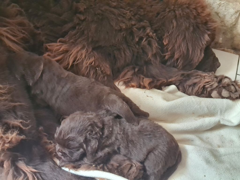 De La Rosée Des Ours Brun - Chiots disponibles - Terre-neuve